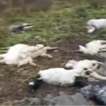 आकाशीय बिजली से 35 भेड़-बकरियों की मौत